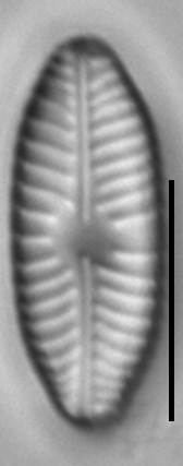 Placoneis paraelginensis LM4