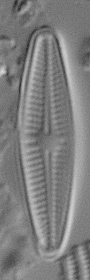 Achnanthidium eutrophilum LM3