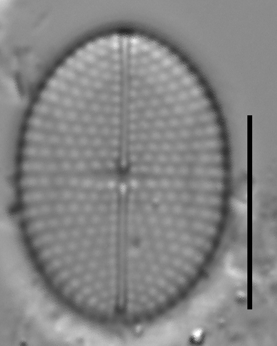 Mastogloia binotata ILL L 14 37 01