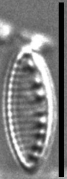 Nitzschia inconspicua LM11