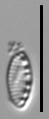 Nitzschia inconspicua LM17