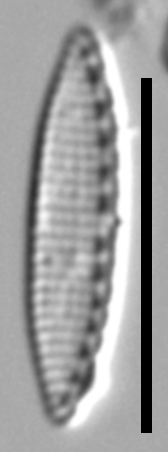 Nitzschia inconspicua LM21