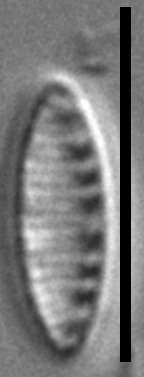 Nitzschia inconspicua LM5