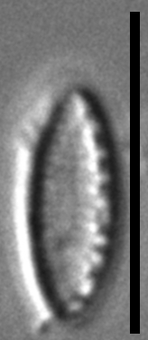 Nitzschia inconspicua LM6