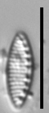 Nitzschia inconspicua LM9