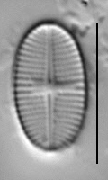 Psammothidium levanderi LM6