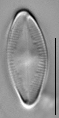 Psammothidium altaicum LM4