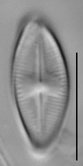 Psammothidium altaicum LM2