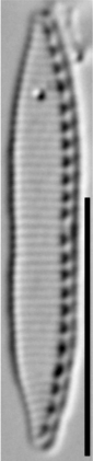 Nitzschia acidoclinata LM12