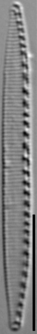 Nitzschia acidoclinata LM8