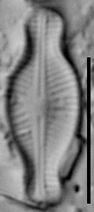 Sellaphora schadei LM3