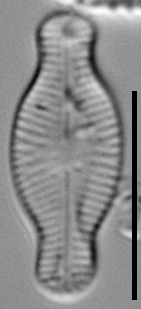 Sellaphora schadei LM2