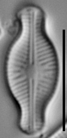 Sellaphora schadei LM6