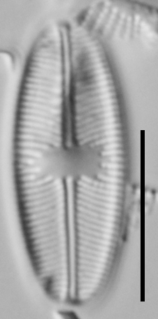 Cavinula variostriata LM1