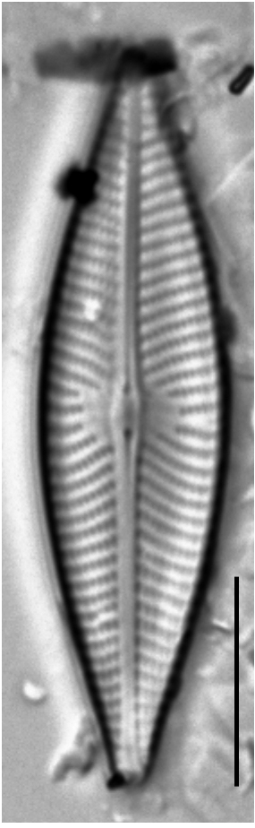 Navicula trivialis LM3