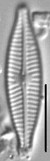 Navicula aitchelbee LM2