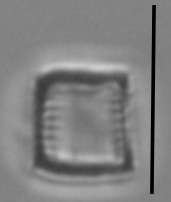 Nanofrustulum cataractarum LM1