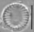 Nanofrustulum cataractarum LM2