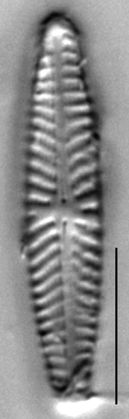 Navicula seibigiana LM3