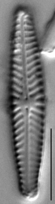 Navicula seibigiana LM1