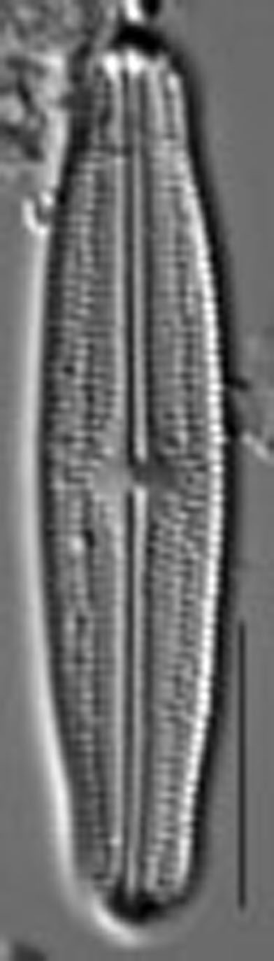 Neidiopsis hamiltonii LM3