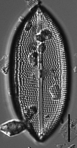 Neidium amphigomphus LM1