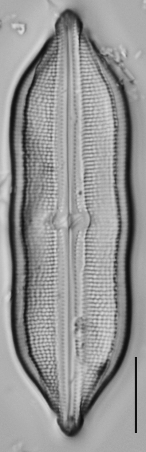 Neidium hitchcockii LM10