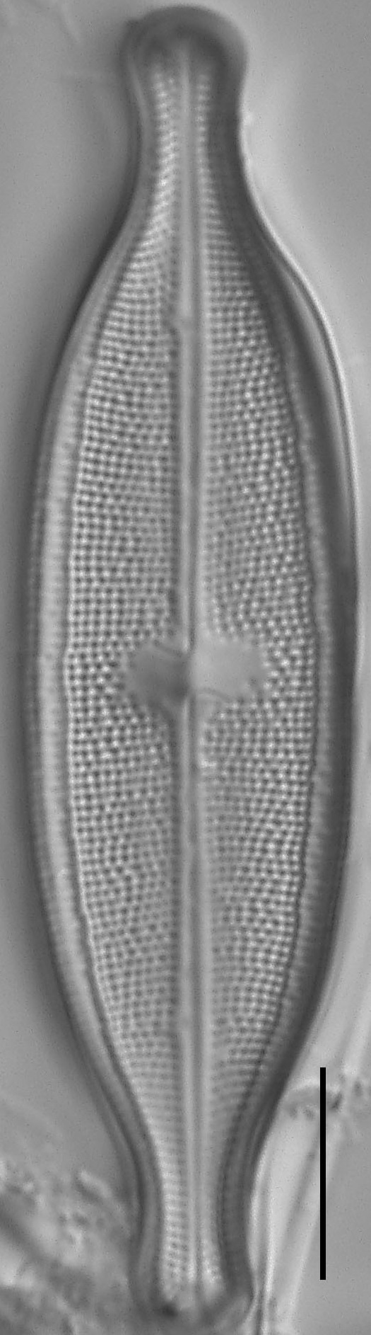 Neidium Productum Lm1