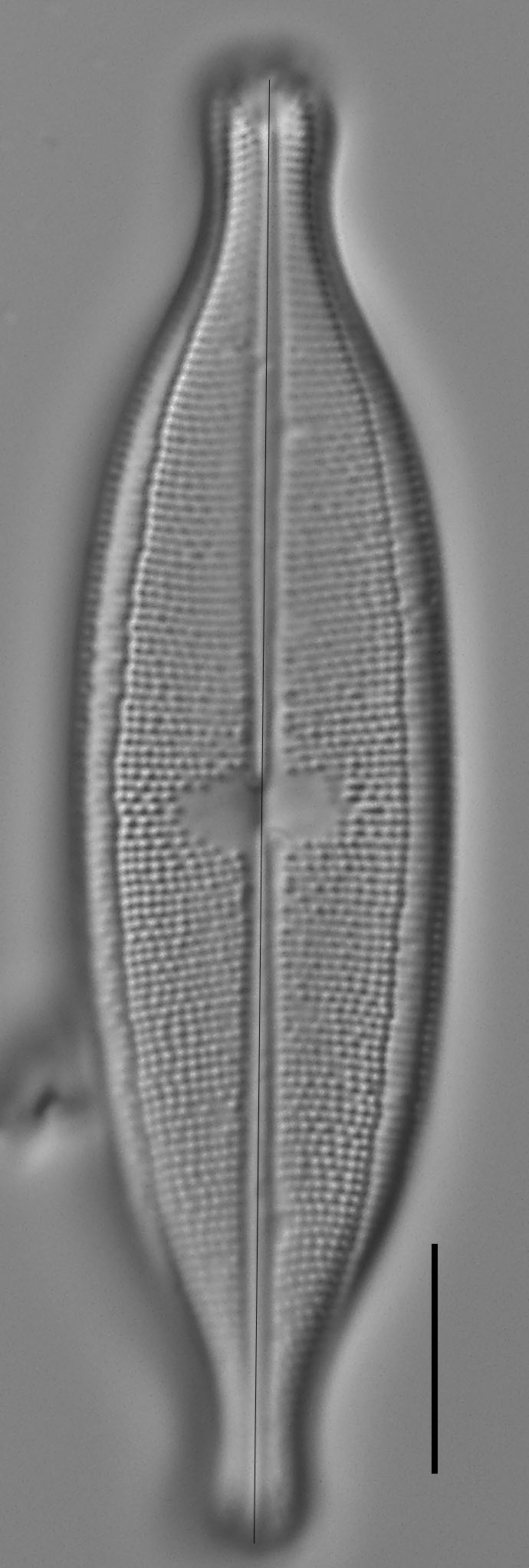 Neidium Productum Lm4