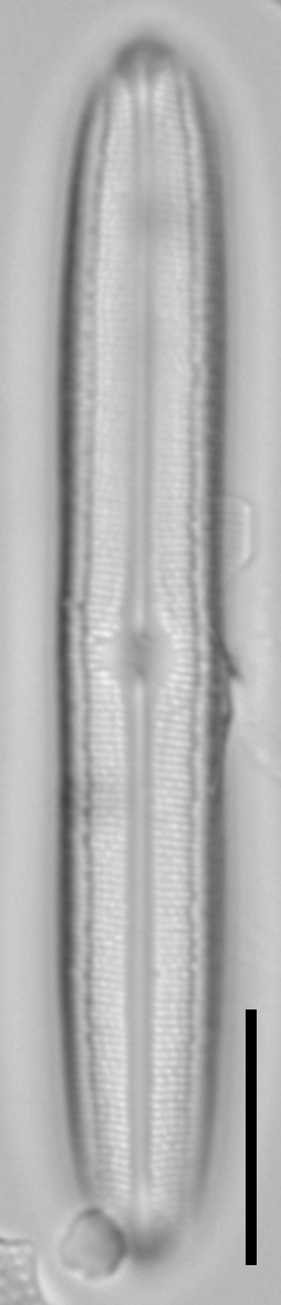 Neidium capsulare LA15 1