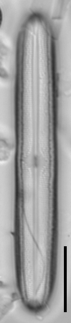 Neidium capsulare LA15 2