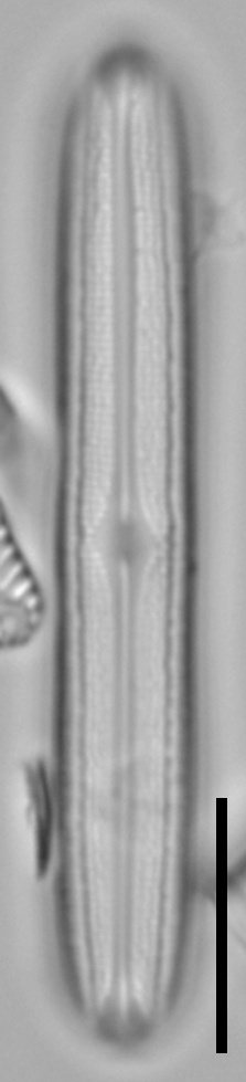 Neidium capsulare LA15 4