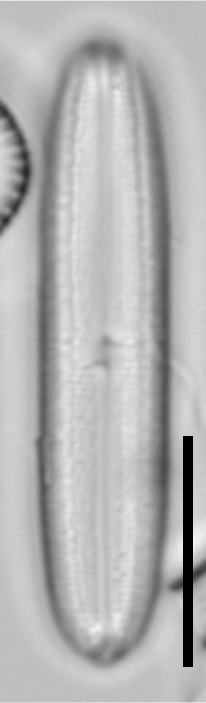 Neidium capsulare LA15 7