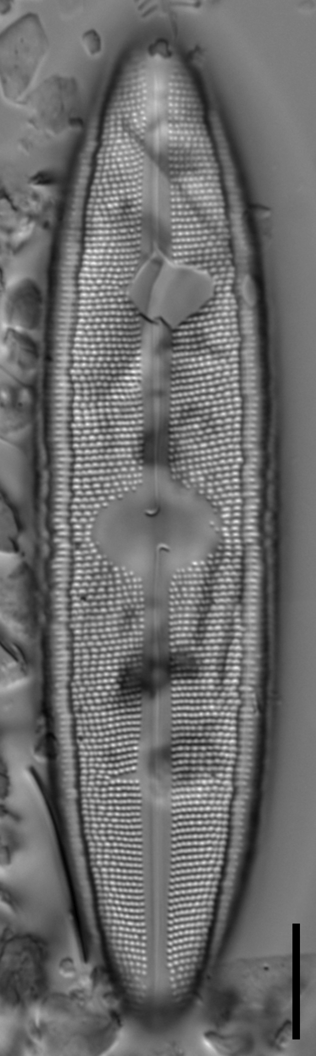 Neidium fossum 2x