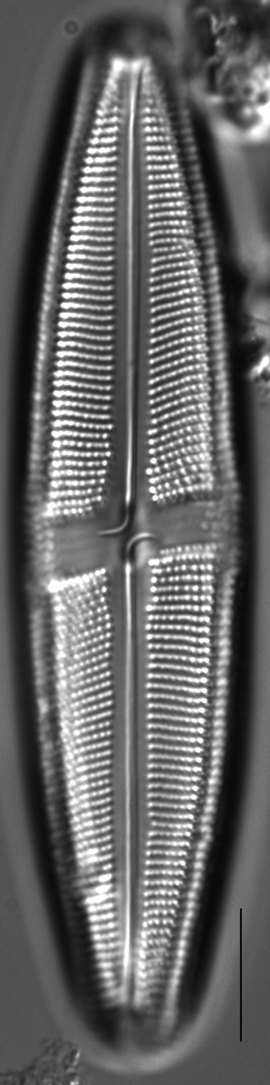 Neidium bobmarshallensis LM11