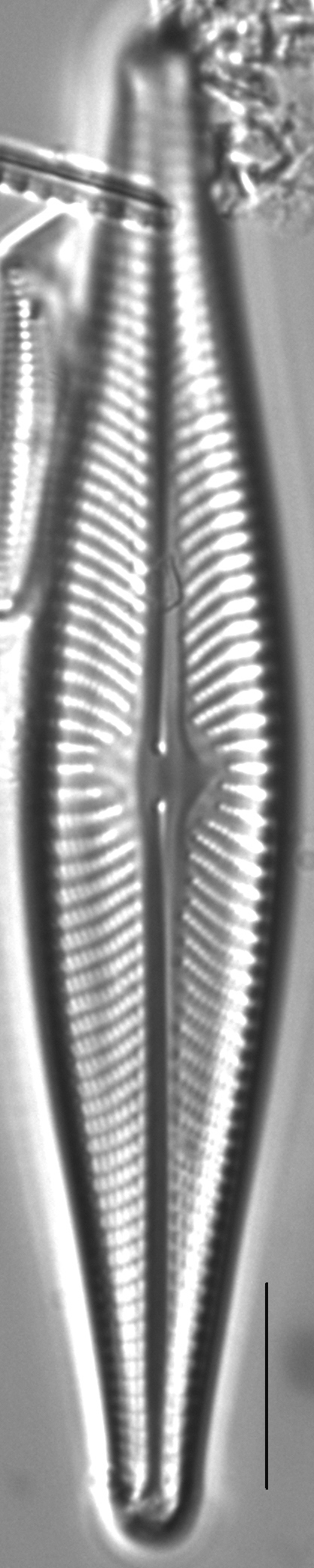 Navicula flatheadensis LM6