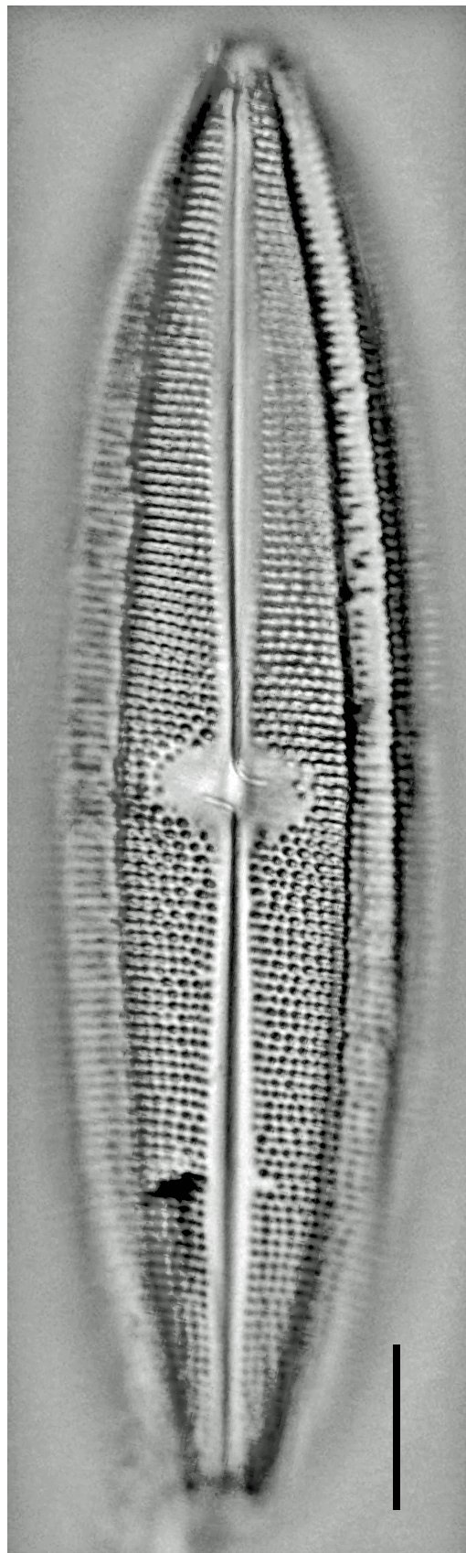 Neidium iridis LM6