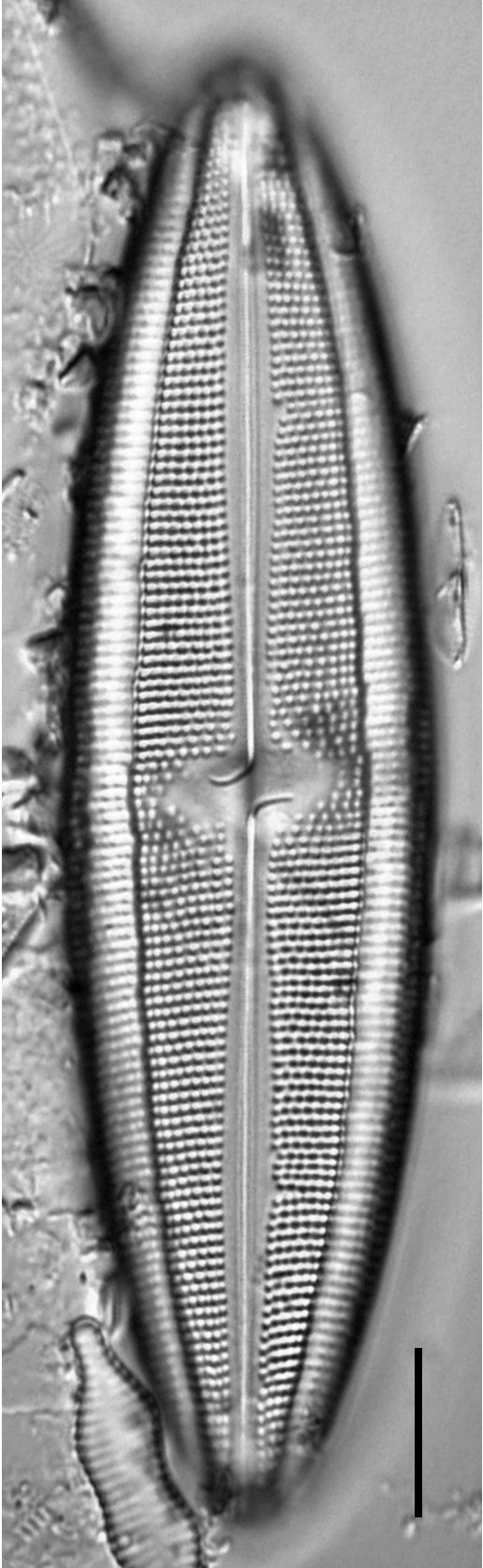 Neidium iridis LM5