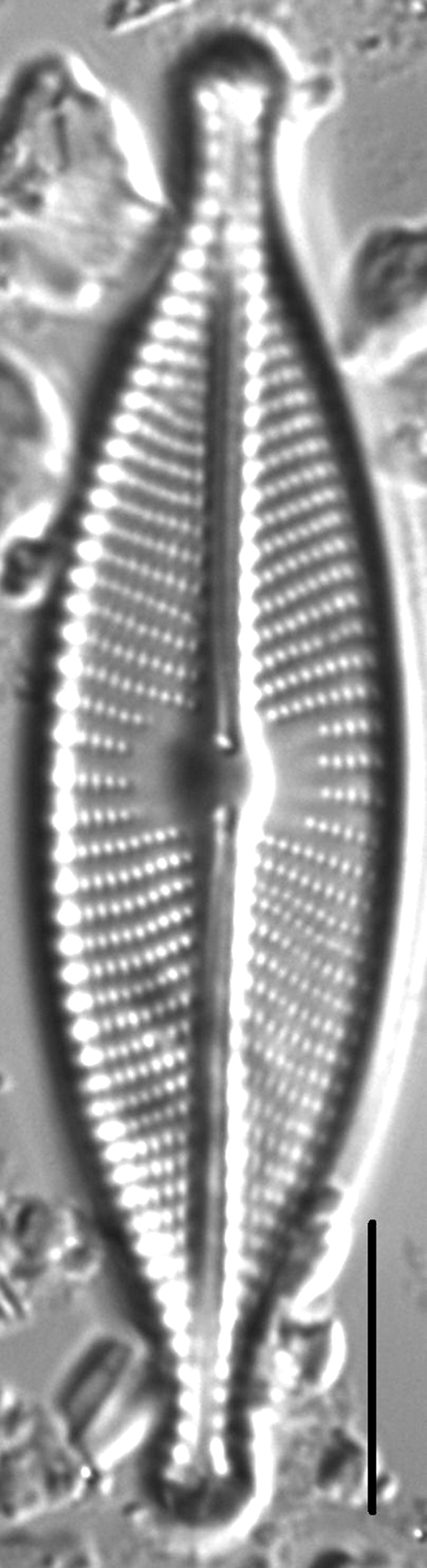 Navicula rhynchotella LM2