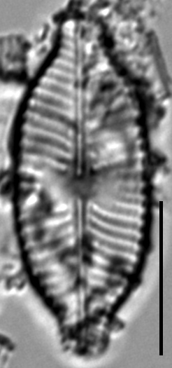 Placoneis explanata LM14