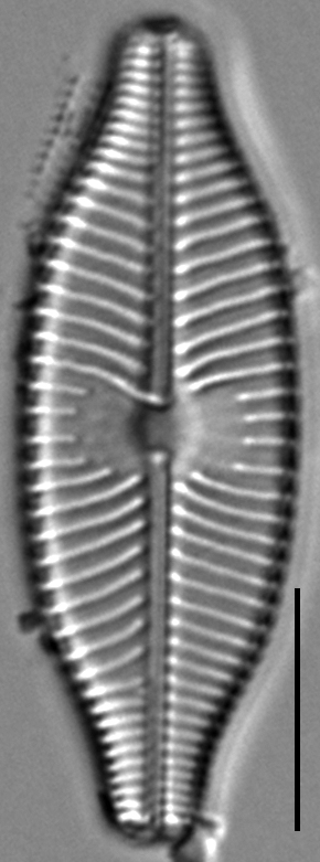 Placoneis explanata LM12