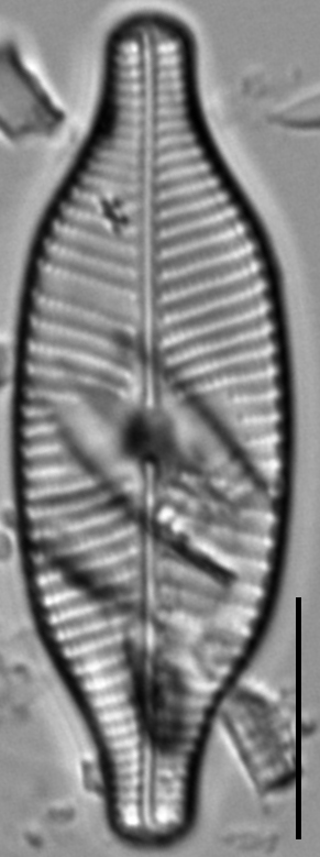 Placoneis explanata LM9