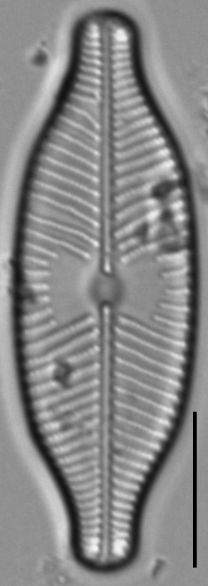 Placoneis explanata LM7