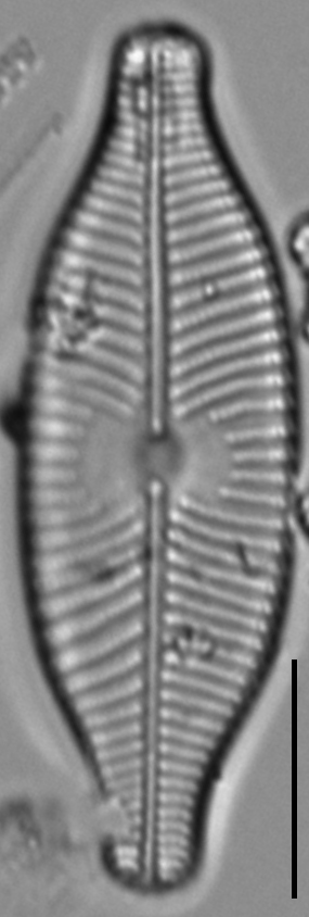 Placoneis explanata LM4