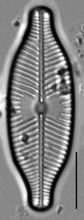 Placoneis explanata LM5