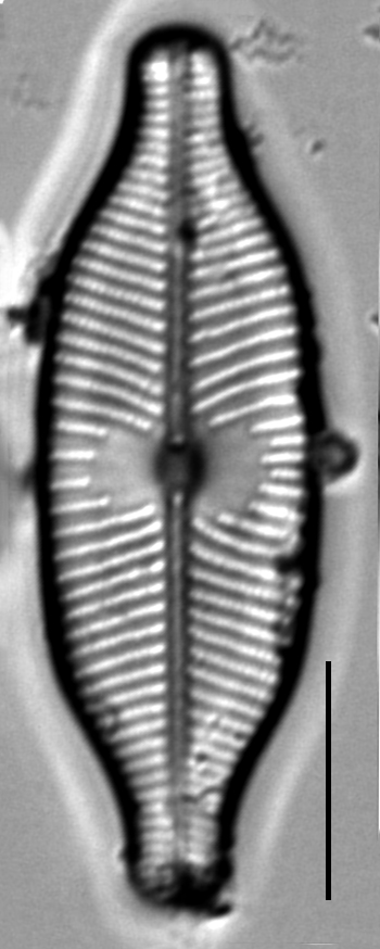 Placoneis explanata LM1