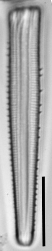 Peronia fibula LM6