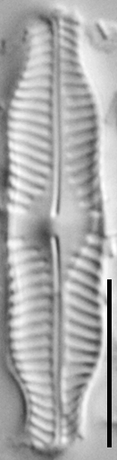 Pinnularia pluvianiformis LM4