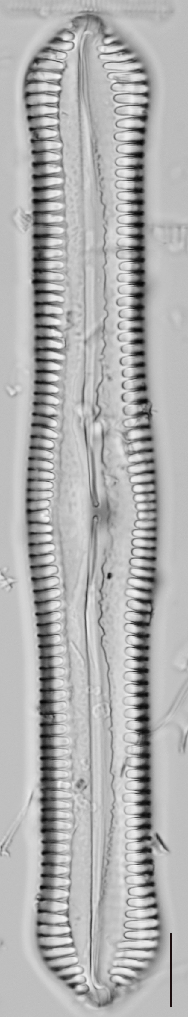 Pinnularia cuneicephala LM3