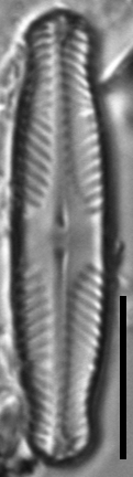 Pinnularia divergentissima subrostrata LM7